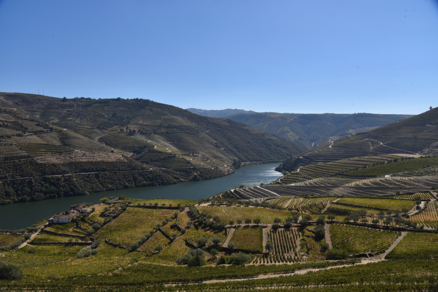 Winnice w Dolinie Douro, Portugalia.